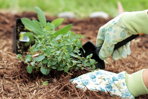 Close-up of a gardener pruning a hedge in a residential garden