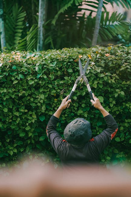 A gardener from gardenersthorntonheath.co.uk is clipping a dense, well-maintained hedge in a lush garden setting. The hedge has small, green leaves and forms a straight, neat border along a paved path